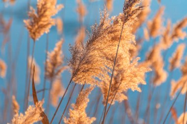 Gün batımında donmuş bir gölde tüylü sazlıklar.