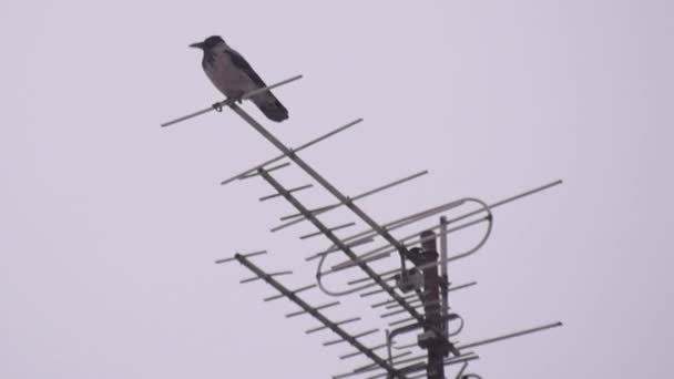 Seekor Burung Gagak Duduk Atas Antena Selama Hujan Salju — Stok Video