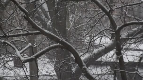 Starker Schneefall Vor Dem Hintergrund Eines Riesigen Himmels — Stockvideo