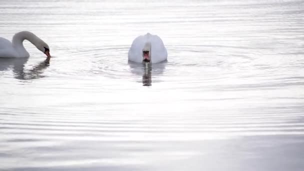 Cygne Blanc Sur Lac Hiver — Video