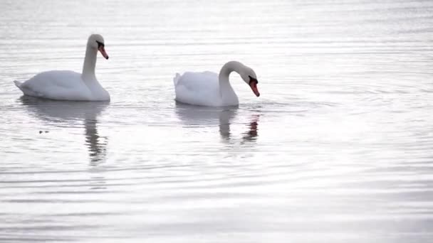 Cisne Blanco Lago Invierno — Vídeos de Stock