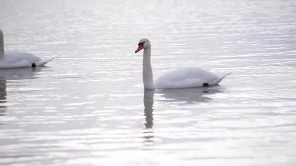 Белый Лебедь Зимнем Озере — стоковое видео