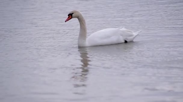 Cisne Branco Lago Inverno — Vídeo de Stock