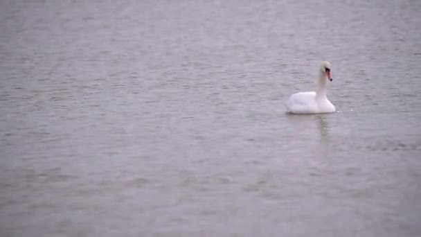 Білий Лебідь Зимовому Озері — стокове відео