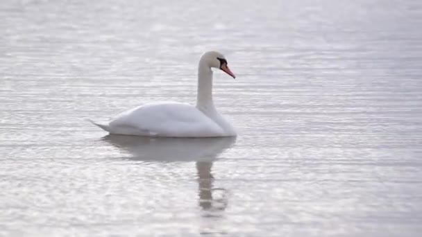 Белый Лебедь Зимнем Озере — стоковое видео