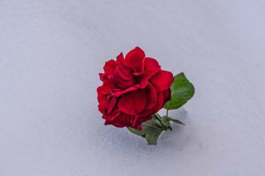 Beyaz kar üzerinde kırmızı gül