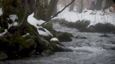 Sisli bir dağ ormanında akarsu