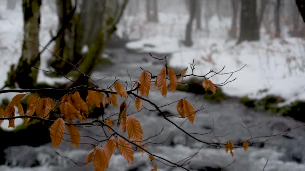 多雾的高山冬季森林中的溪流 — 图库视频影像