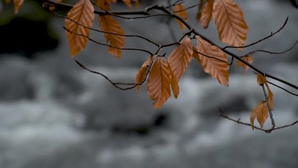 Baumzweige Vor Dem Hintergrund Eines Gebirgsbaches Nebel — Stockvideo