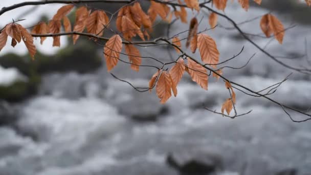 Ramuri Copaci Fundalul Unui Pârâu Montan Ceață — Videoclip de stoc