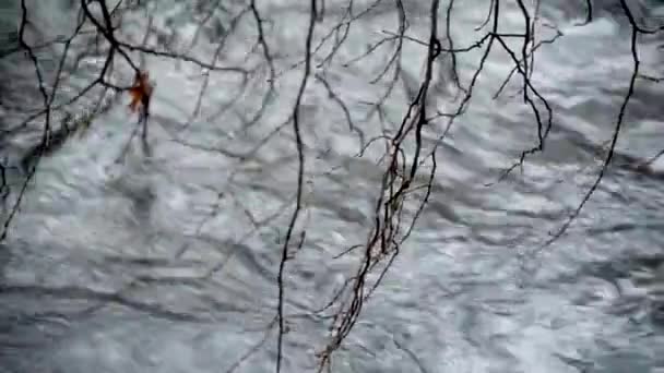 Sisli Bir Ormanda Bir Dağ Deresinde Ağaç Dalları — Stok video