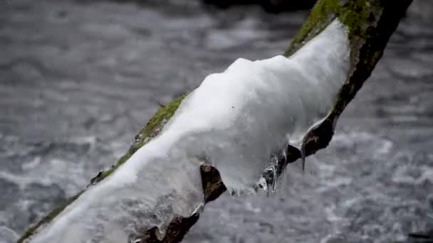 Tronco Árvore Com Gelo Através Córrego Montanha — Vídeo de Stock
