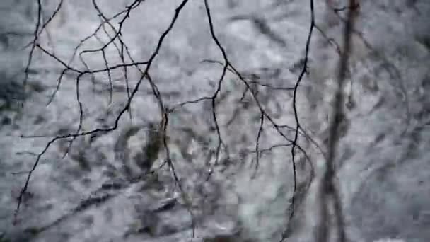 Branches Arbres Dans Ruisseau Montagne Dans Une Forêt Brumeuse — Video