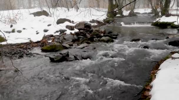 Ruisseau Dans Une Forêt Hiver Montagne Brumeuse — Video
