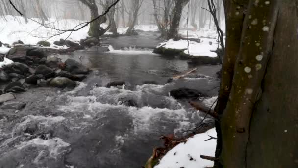 Áramlat Ködös Hegyi Téli Erdőben — Stock videók