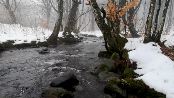 Fluxo Uma Floresta Inverno Montanha Nebulosa — Vídeo de Stock