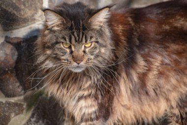 Bir Maine Rakunu 'nun portresi mermer rengi