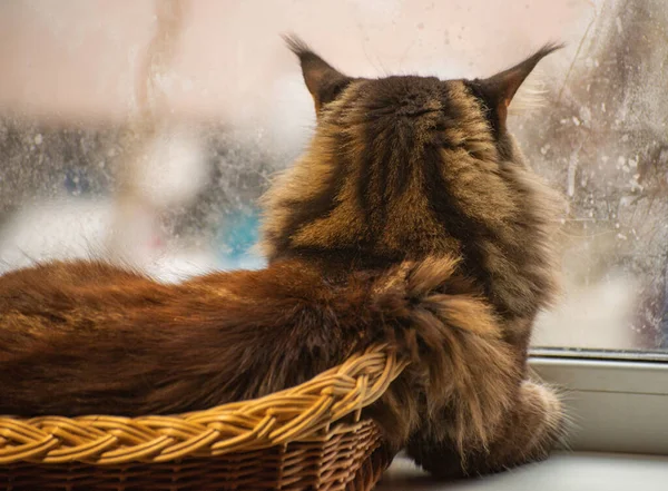 Maine Coon in a basket on a snowy window
