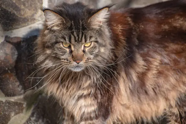 Bir Maine Rakunu 'nun portresi mermer rengi