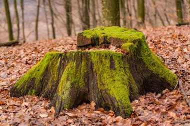 Dağ ormanında yosun kaplı bir kütük.
