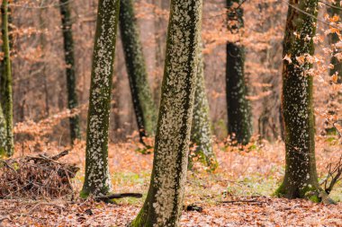 Bir dağ ormanındaki yosunlardan etkilenen Avrupa kayın ağacı