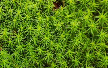 Dağ ormanındaki genç yosunlar