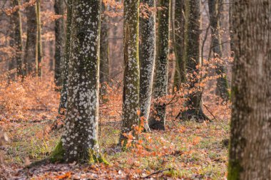 Bir dağ ormanındaki yosunlardan etkilenen Avrupa kayın ağacı