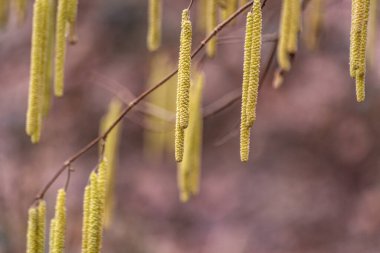 Dağ bahar ormanında filizlenen bir ağaç dalı.