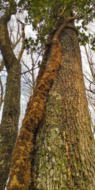 Dev sarmaşık Hedera meşe ağacında