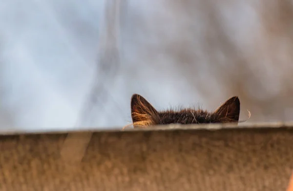 Fluffy domestic cat hiding on the roof