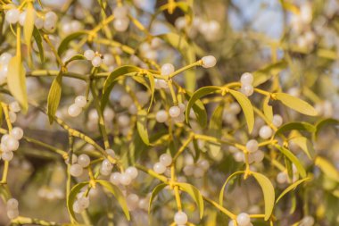 Ökseotu akşam güneşiyle aydınlanır