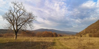 Yalnız ağaçla kaplı dağlık arazi manzarası.