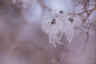 Rüzgarda uçuşan klematis vitifolia tohumları