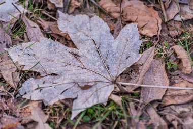 Düşen bir yaprağın yakın çekimi