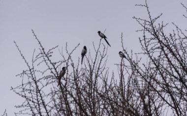 Dört saksağan bir ginkgo biloba üzerinde oturuyor.