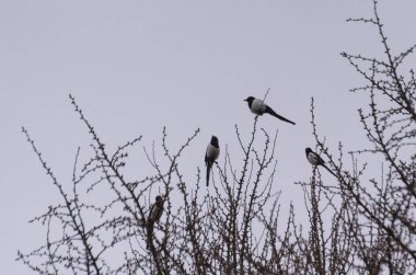 Dört saksağan bir ginkgo biloba üzerinde oturuyor.