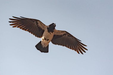 Şehir kargası gökyüzünde süzülüyor