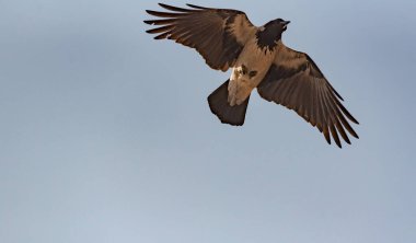 Şehir kargası gökyüzünde süzülüyor