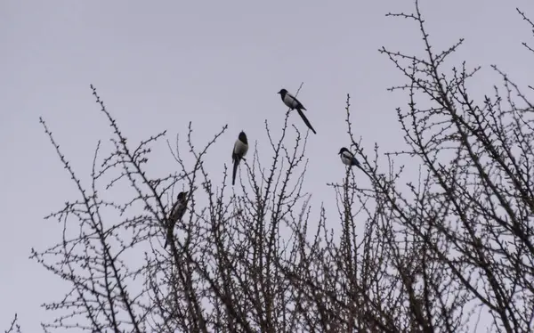 Dört saksağan bir ginkgo biloba üzerinde oturuyor.