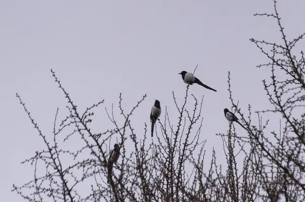 Dört saksağan bir ginkgo biloba üzerinde oturuyor.