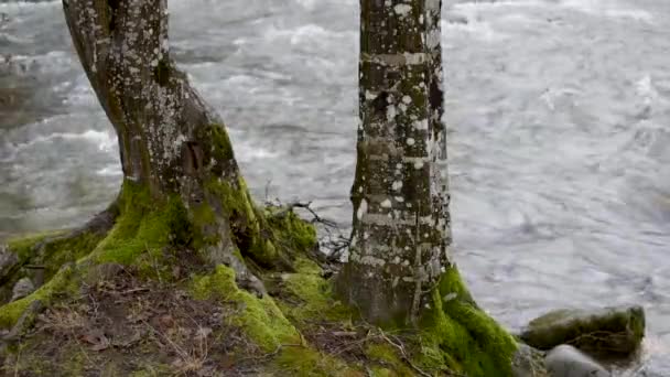 Повноводний Течія Гірському Весняному Лісі — стокове відео