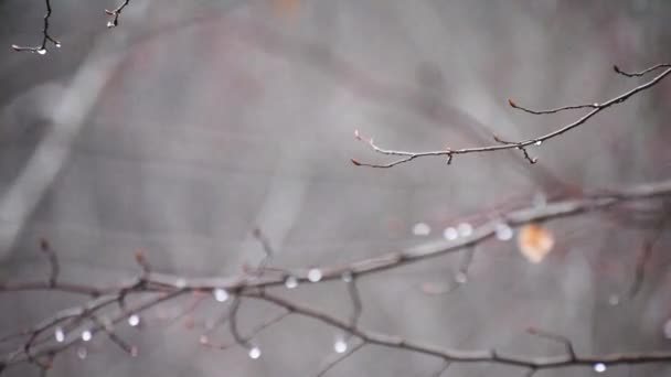 Egy Bimbózó Faág Egy Hegyi Tavaszi Erdőben Eső Után — Stock videók