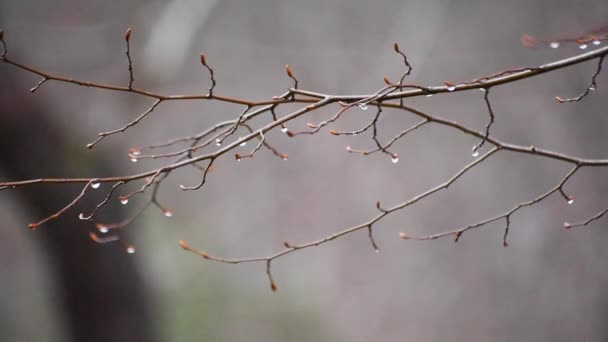 雨の後の山の泉の森で芽生える木の枝 — ストック動画