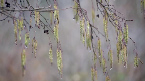 Расцветающая Ветвь Деревьев Горном Весеннем Лесу — стоковое видео