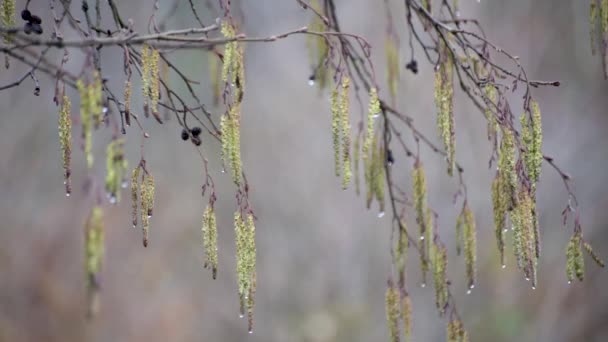 Egy Bimbózó Faág Egy Hegyi Tavaszi Erdőben — Stock videók