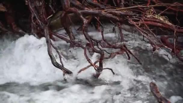 Fluye Arroyo Hirviente Bosque Primavera Montaña — Vídeos de Stock