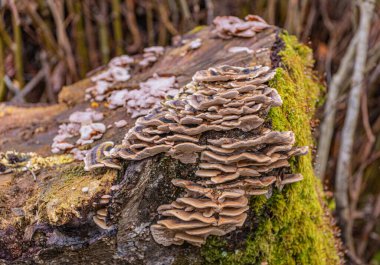 Trametes ormandaki bir kütük üzerinde versicolor
