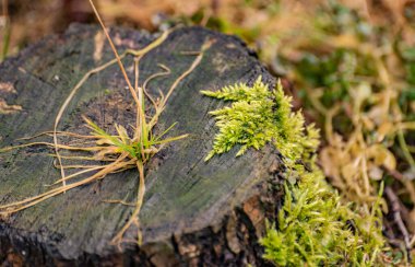 Genç yosunlar bir kütüğe tırmanır.