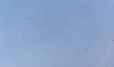 Bahar gökyüzünde uçan beyaz bir martı sürüsü