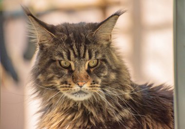 Bir Maine Rakunu 'nun portresi mermer rengi